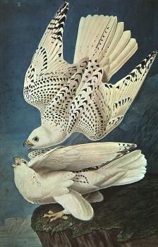 Graphic White Gerfalcons